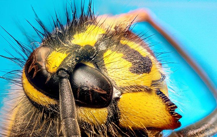 close up of hornet face