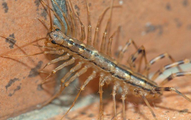 a house centipede crawling in a basement