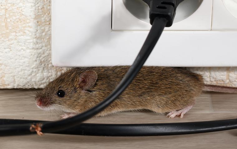 rodent chewing on wiring front of an electrical outlet in washington dc