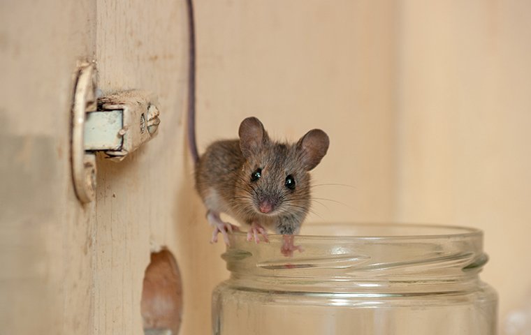 mouse on a jar in a washington dc pantry