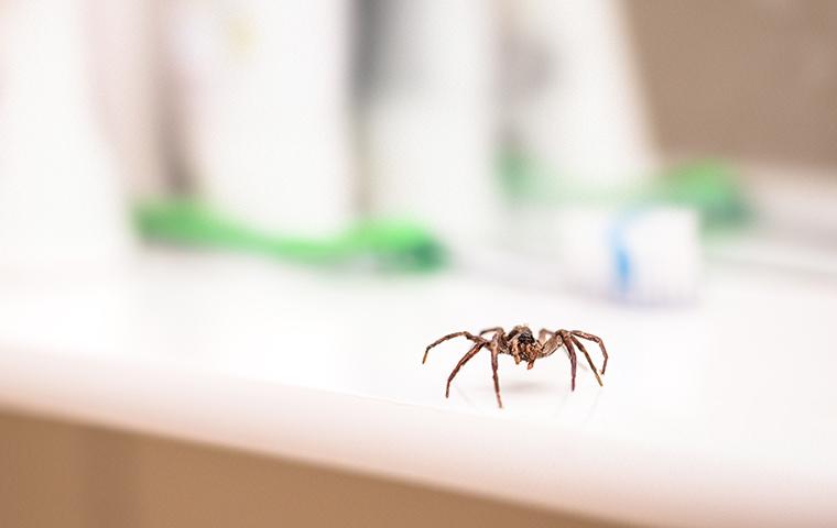 house spider on a bathroom sink in a washington dc home
