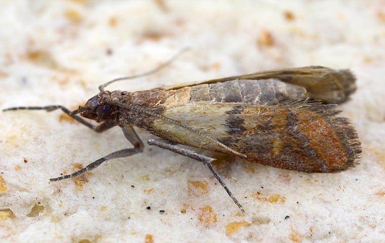 an indian meal moth on a piece of bread