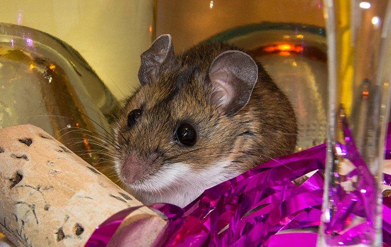 house mouse in decorations