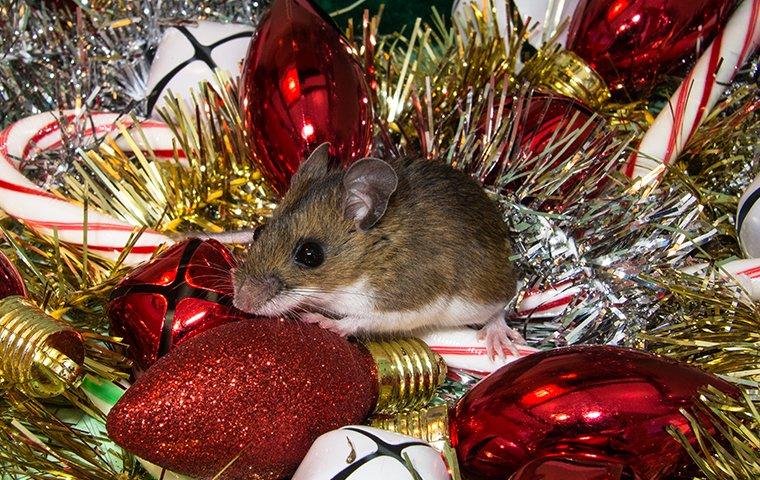 mouse in holiday decorations