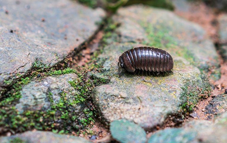 a pill bug on a mossy rock in maryland