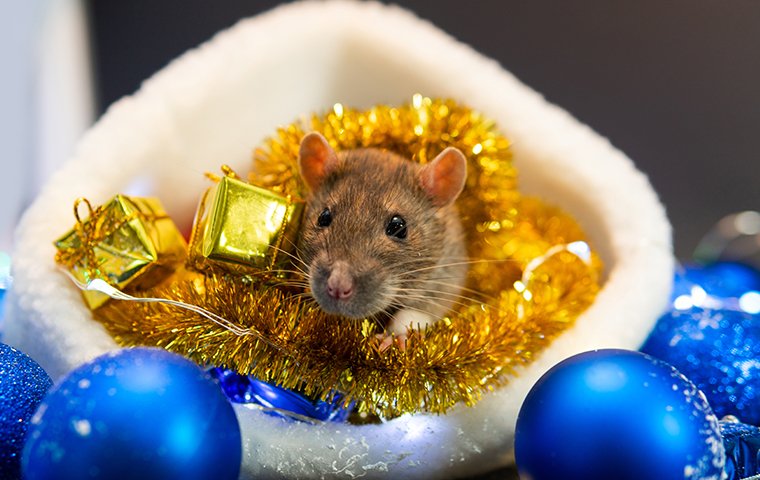 a house mouse infesting stored holiday decoration inside a washington dc home