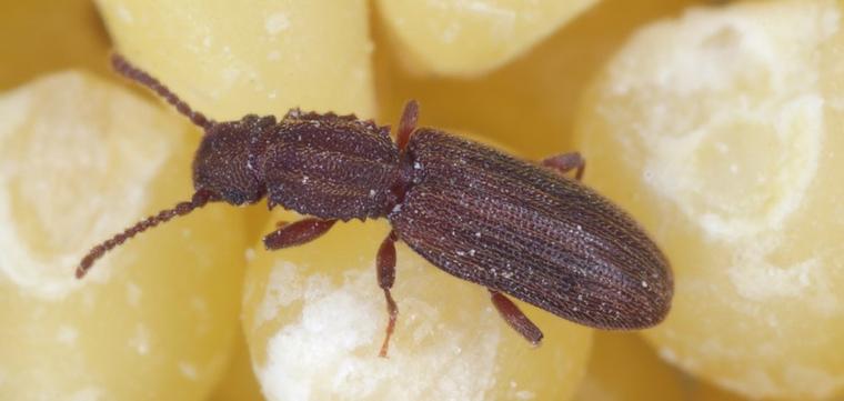 a beetle on seeds