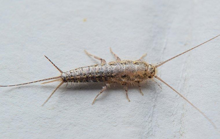 a silverfish on a book