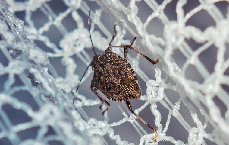 stink bug on white net