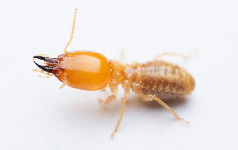 a termite on white surface