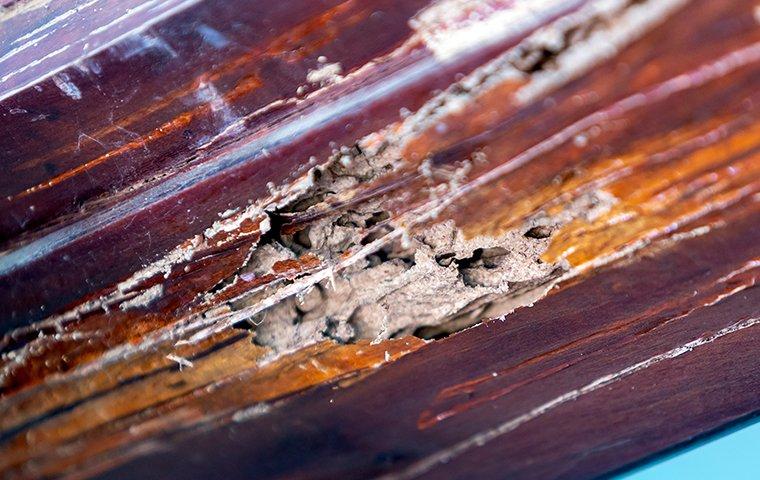 termite damage through out wooden structure