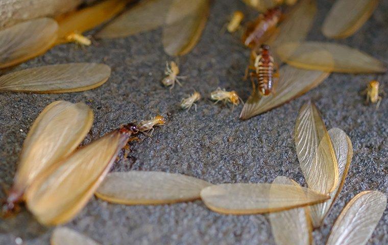 What Do Flying Termites Look Like 