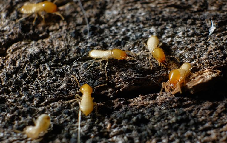 termites on dark ground