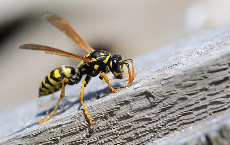 a wasp crawling on the side of a home in washington dc