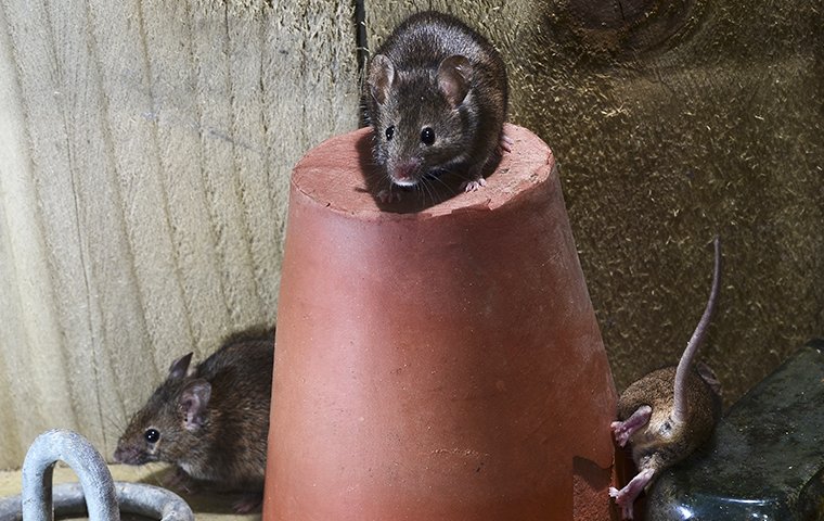house mice up close 