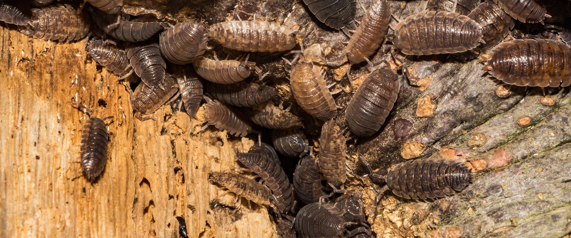 dozens of pill bugs outside of a home in washington dc
