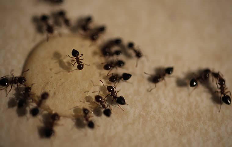 little black ants on kitchen countertop