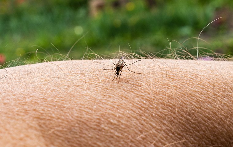a mosquito biting a persons shoulder in washington dc