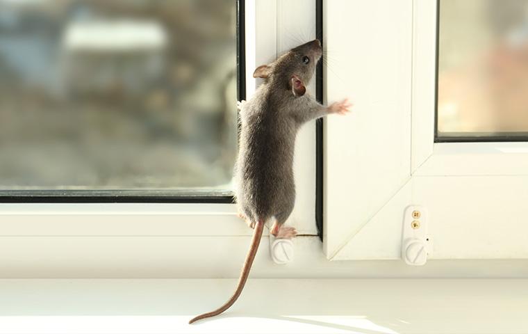 a mouse trying to get through a window opening