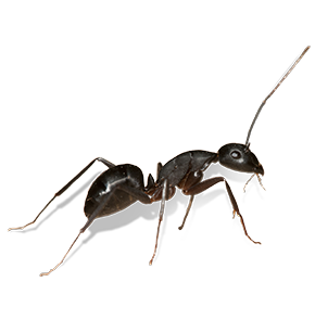 carpenter ant in bethesda maryland