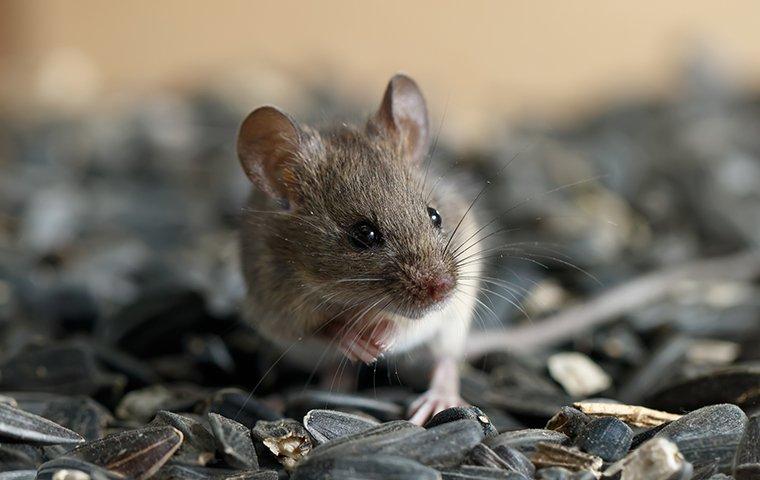 a mouse in a bowl of sunflower seeds in a home in montgomery county maryland