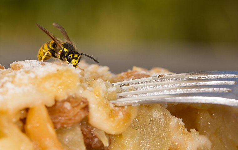a wasp crawling on apple pie at a home in washington dc