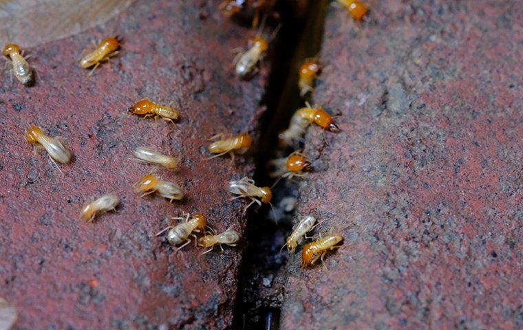 winged termites identification