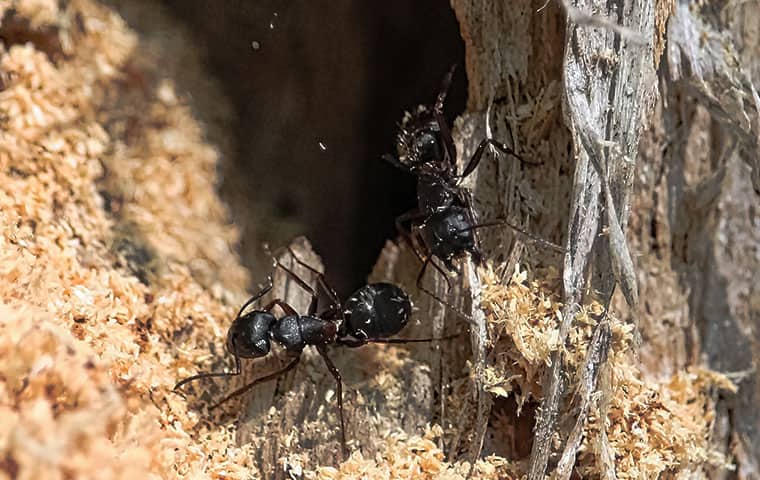two carpenter ants crawling on damaged wood in montville new jersey