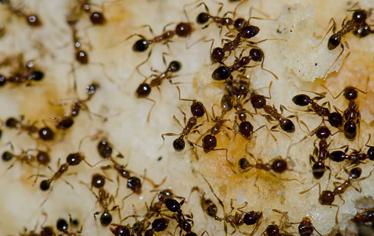 many ants crawling on cake in a home in mahwah new jersey