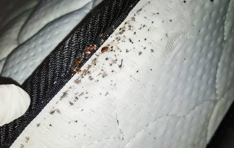 bed bugs in the bedroom of a new jersey home