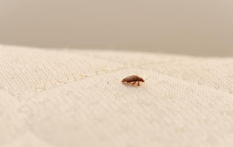 a bed bug on a bed inside of a new jersey residence