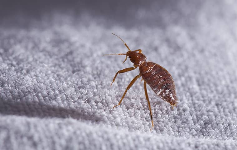 a bed bug up close crawling on a mattress in caldwell new jersey