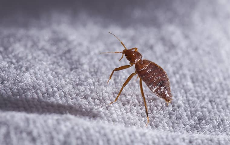 Bed Bug Treatment