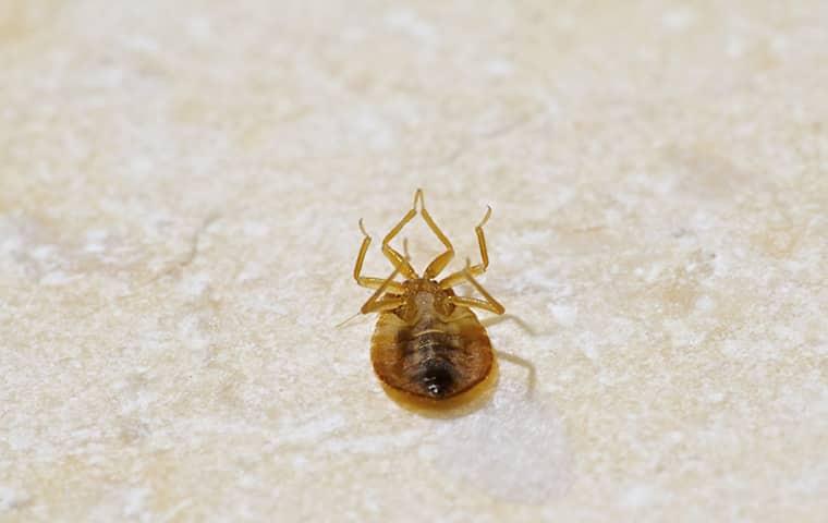 a bed bug on the carpet of a new jersey home