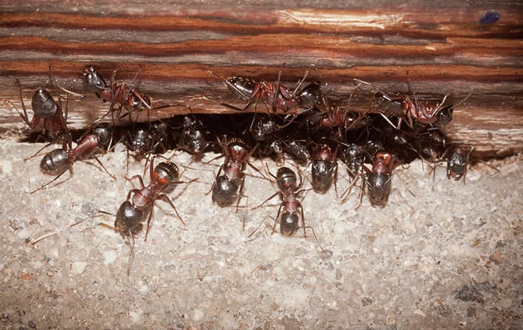 Ants Invade New Jersey Homes In Large Numbers ants invading a new jersey home from under a door