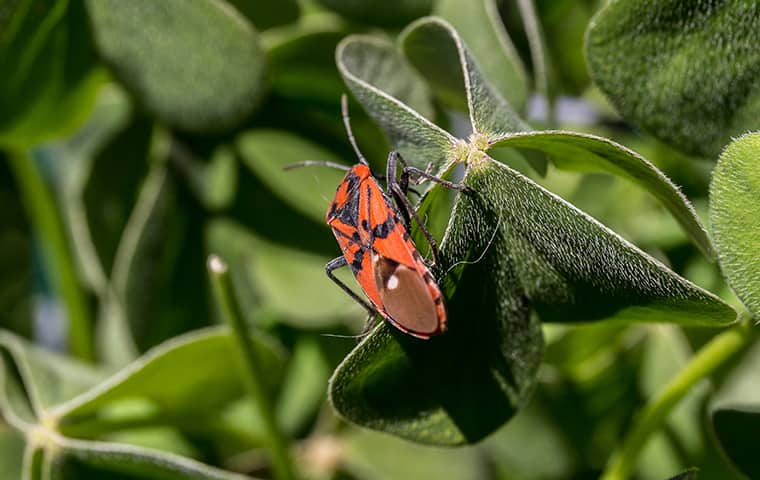 Many Common Pests Increase Activity In The Fall a boxelder bug resting on a leaf in hackensack new jersey