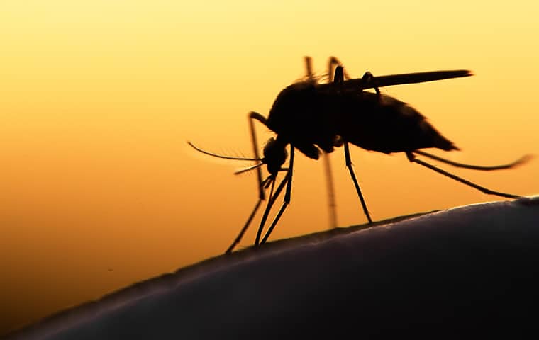 Mosquitoes Are The World's Deadliest Pest a mosquito outside a home in caldwell new jersey