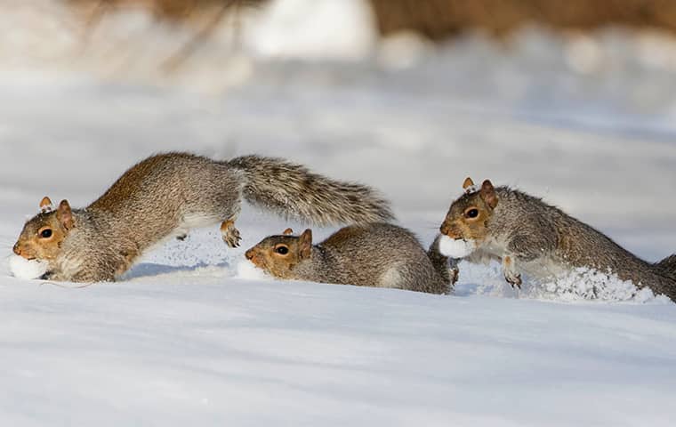 squirrels running through the snow during the winter in new jersey