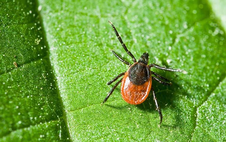 a deer tick crawling on a leaf in new jersey
