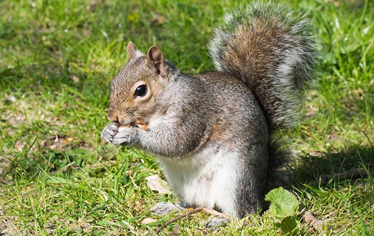 Nine Tips to Control Squirrels - Pest Control Technology