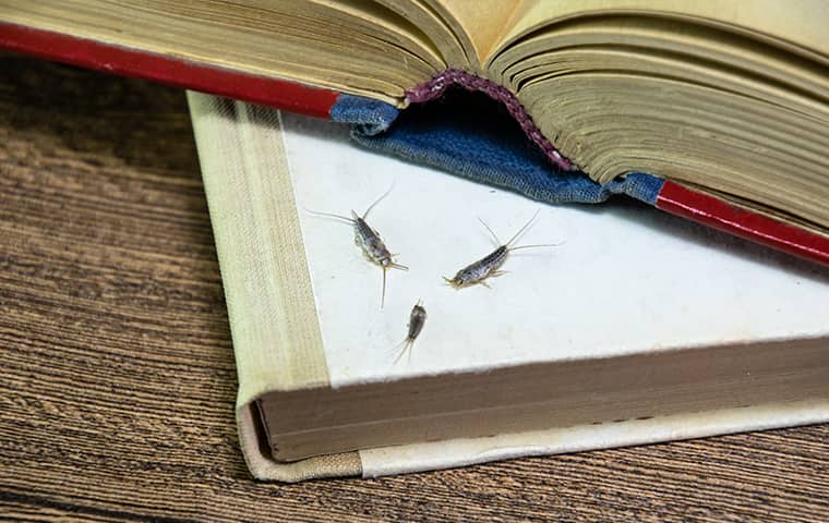 three silverfish crawling on a stack of books inside a new jersey home