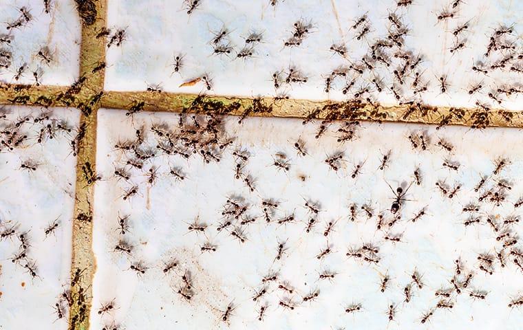 Prevent Ant Infestations In Your Home a very large colony of black ants crawling along the glass winder in a new jersy home