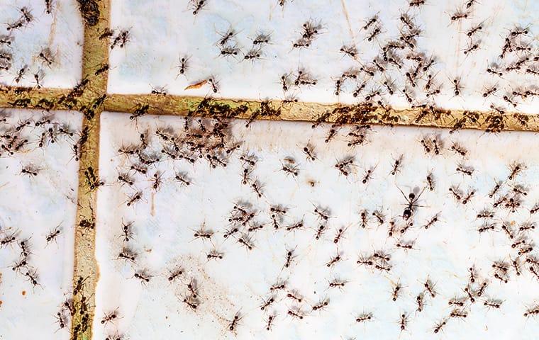 a very large colony of black ants crawling along the glass winder in a new jersy home