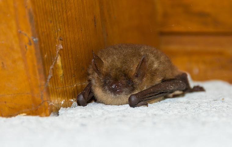 a bat inside a house