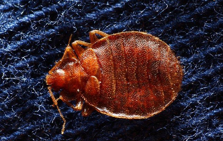 bed bugs crawling on a comforter