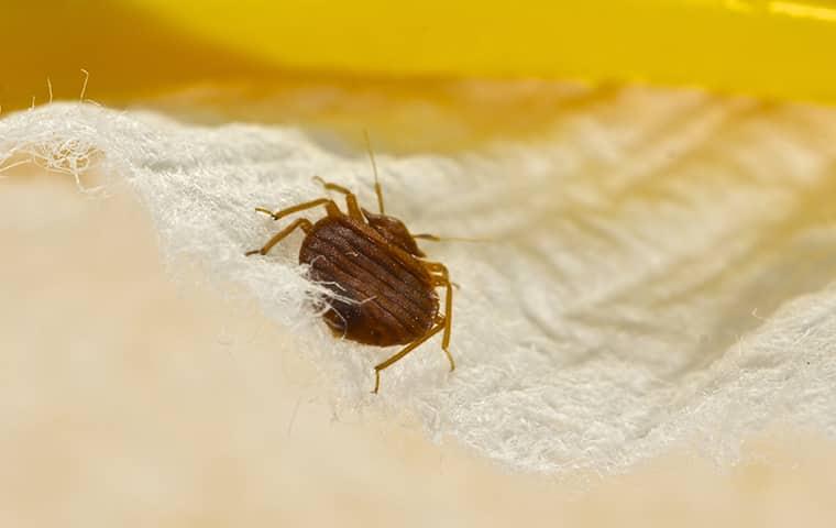 a bed bug crawling on fabric