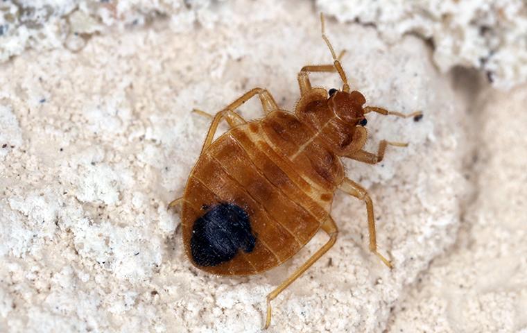 up close image of a bed bug inside a home