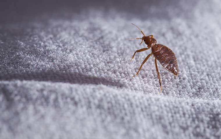 a bed bug crawling along the cotten sheets of a new jersy residentcs bedding in the dark of the night