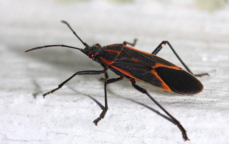 a boxelder bug crawling on a surface