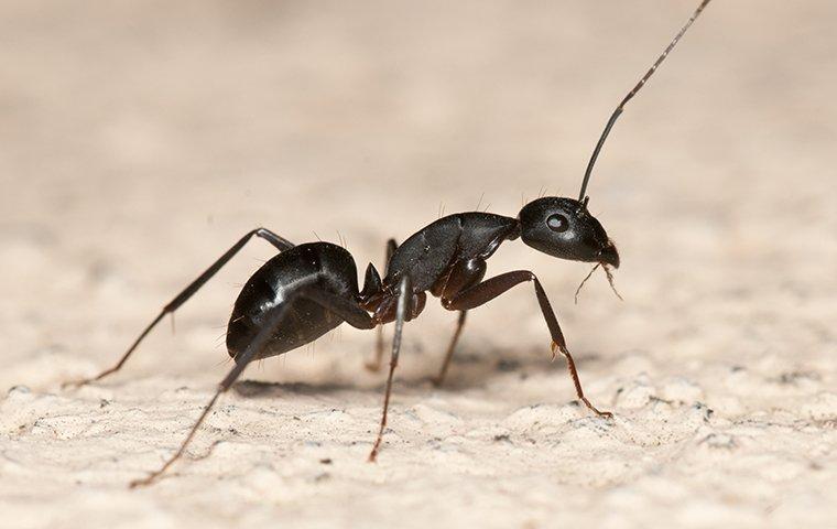a carpenter ant walking in a garage